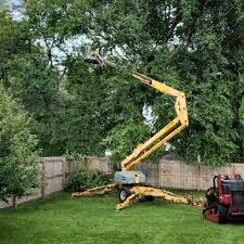 Best Root Management and Removal  in Miami, OK