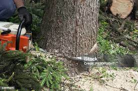 Professional Tree Services in Miami, OK