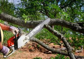Best Tree Maintenance Programs  in Miami, OK