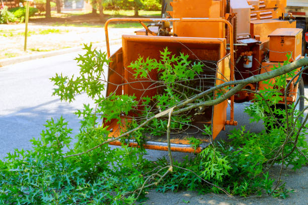 Best Lawn Disease Treatment  in Miami, OK