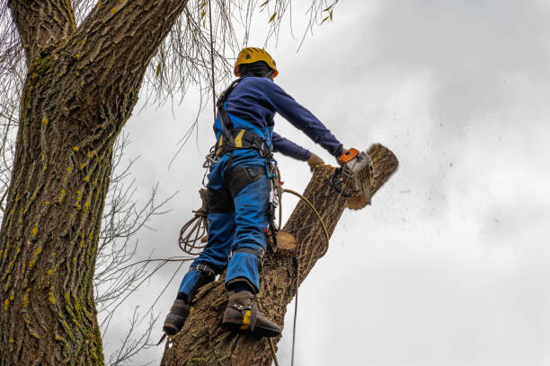 Best Arborist Consultation Services  in Miami, OK