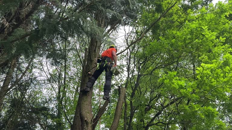 Best Hazardous Tree Removal  in Miami, OK