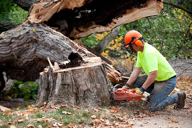 Best Fruit Tree Pruning  in Miami, OK