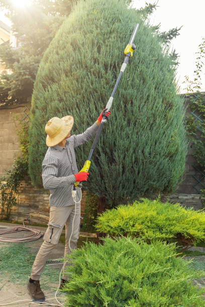 How Our Tree Care Process Works  in  Miami, OK